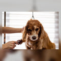 Shedding season survival kit for deshedding and clean up
