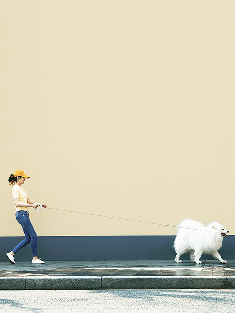 Heavy-Duty Retractable Dog Leash — Locking Tape Lead