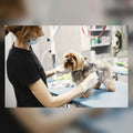 Pet grooming vacuum kit capturing fur while grooming