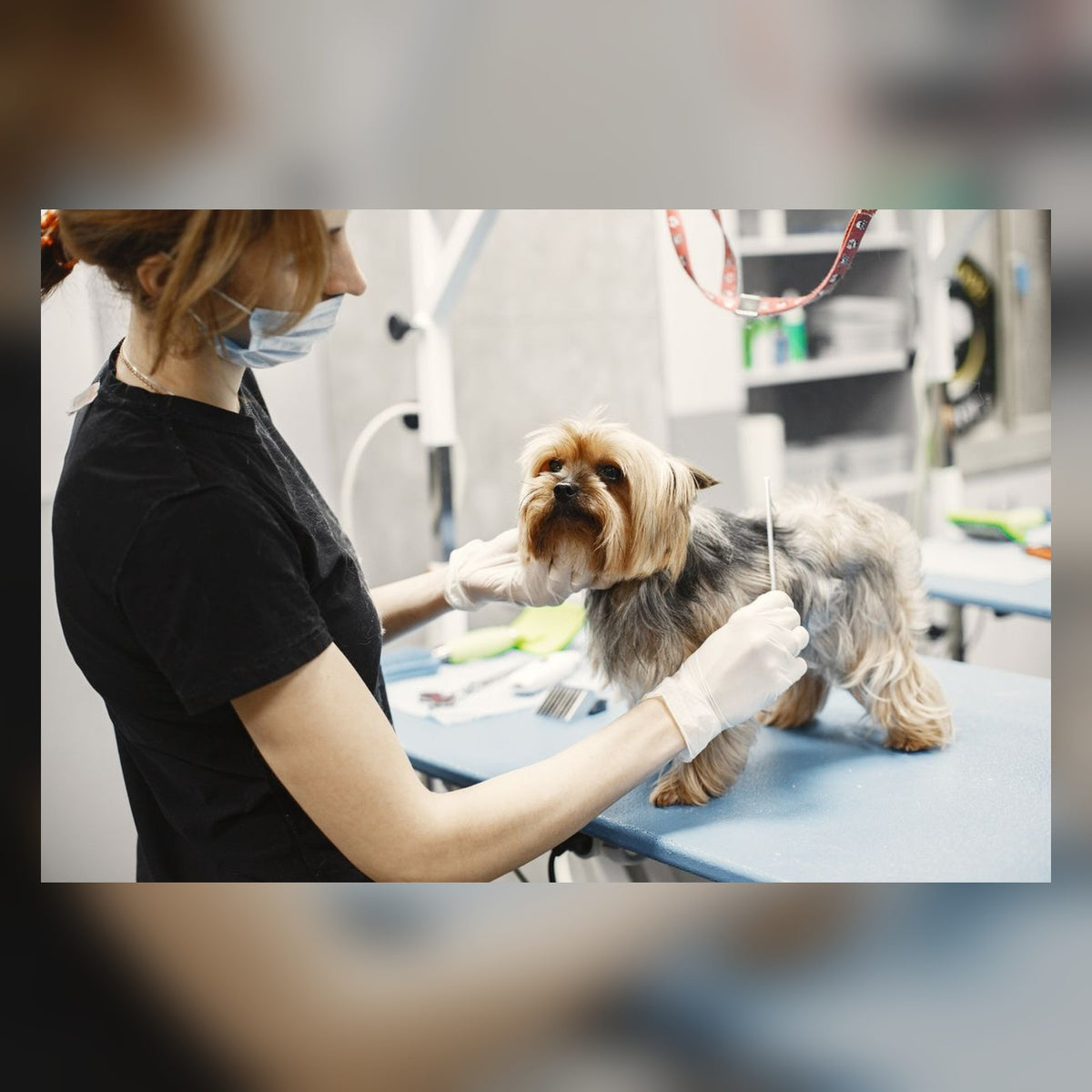 Pet grooming vacuum kit capturing fur while grooming