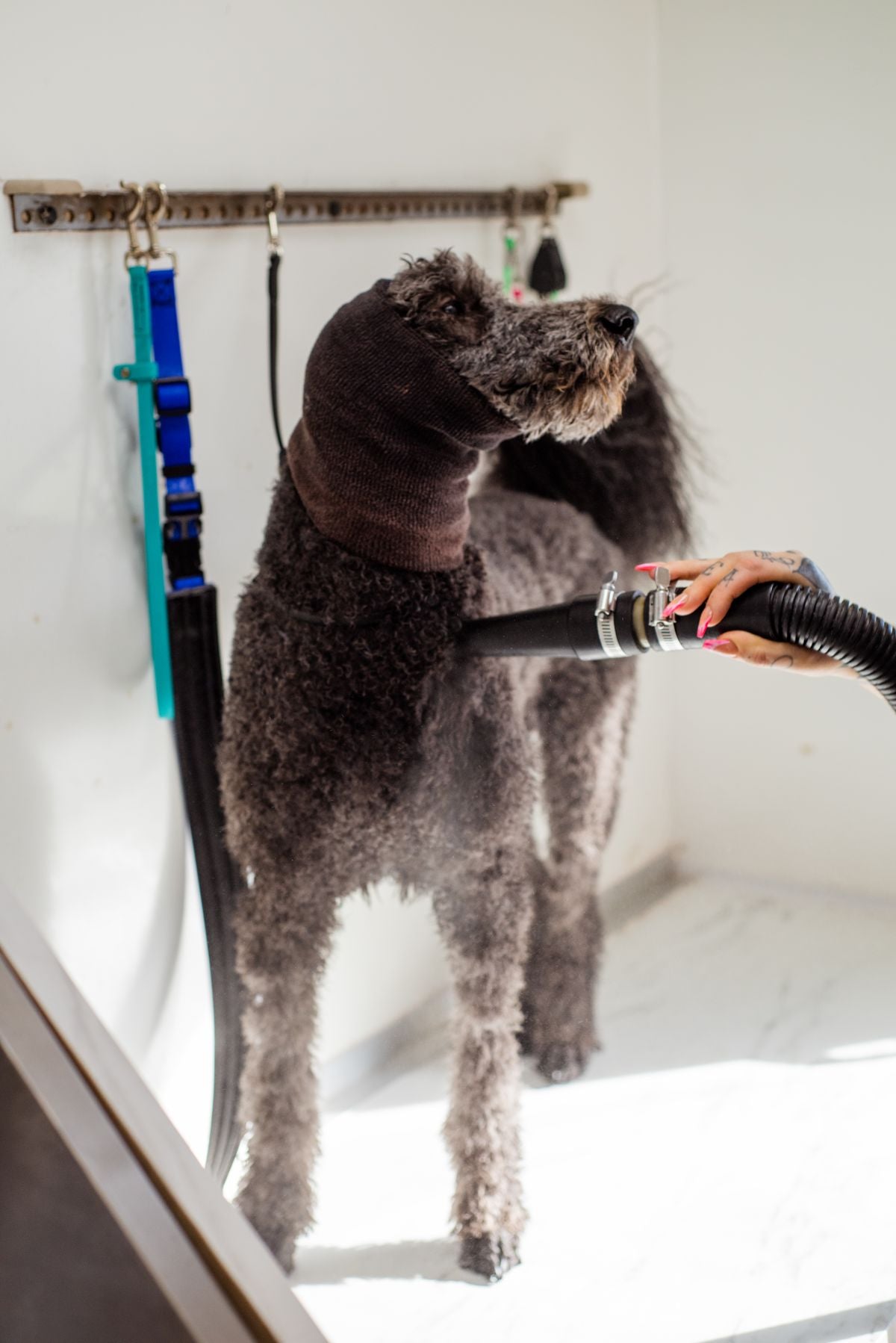 Drying a dog after bath time