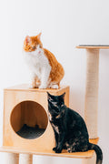 Cats enjoying a hands-free grooming spot