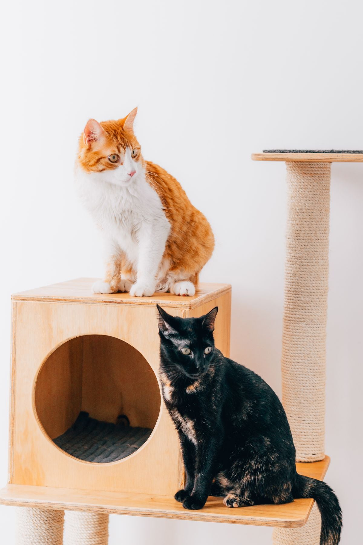 Cats enjoying a hands-free grooming spot