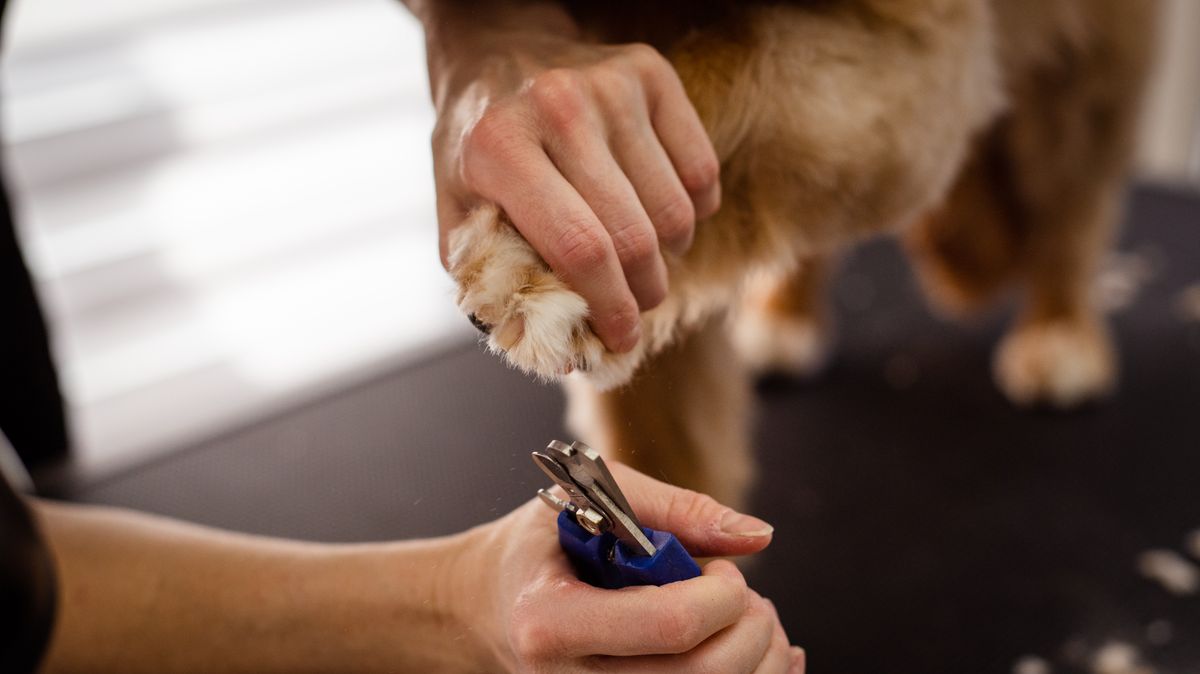 Calm at-home dog nail care