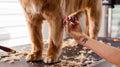 Trimming a dog's nails safely at home