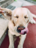 Happy dog with tongue out, ready for treats