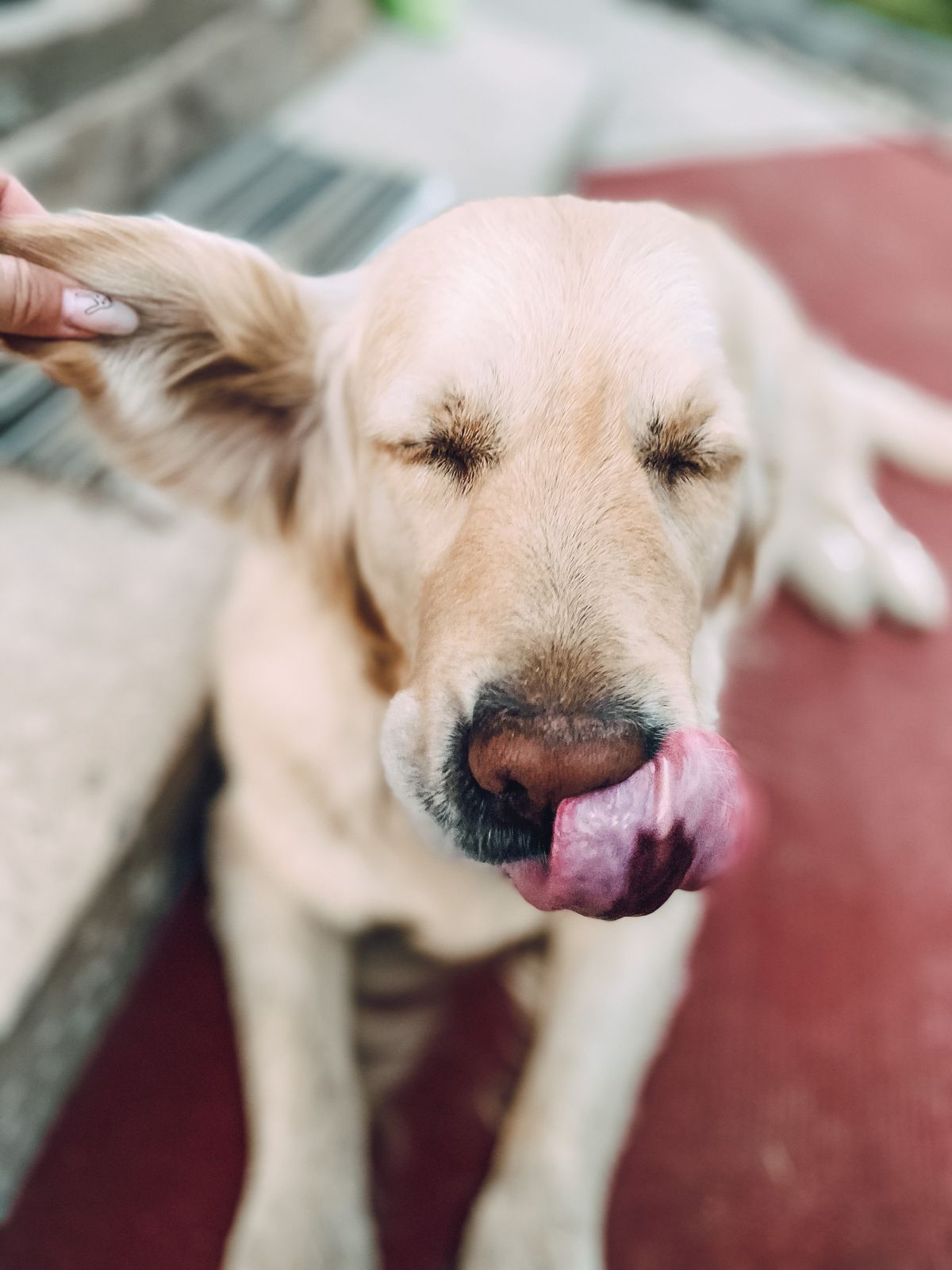 Happy dog with tongue out, ready for treats