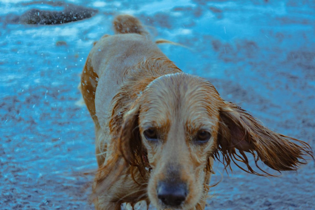 Wet dog being dried with an absorbent towel