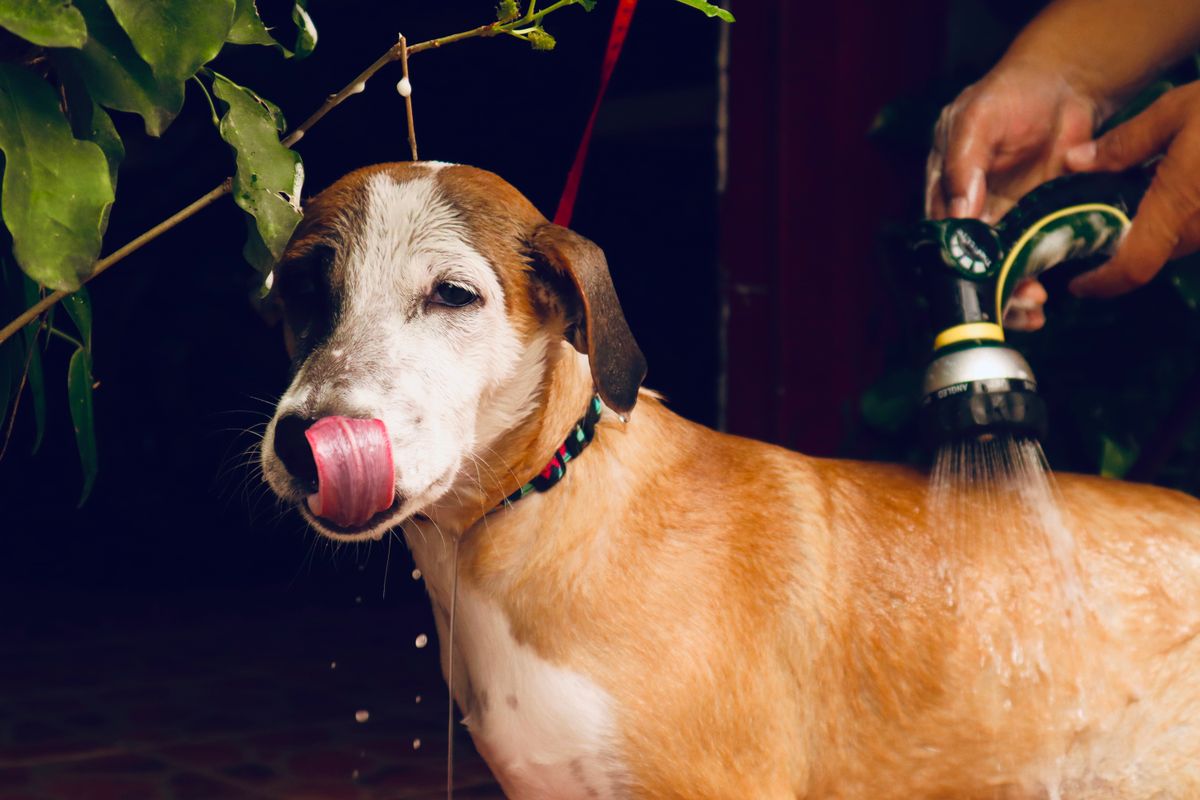 Mess-free dog washing station setup