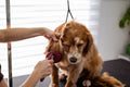 Combing and finishing a dog's coat