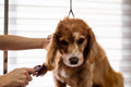 Brushing out a dog's shedding coat