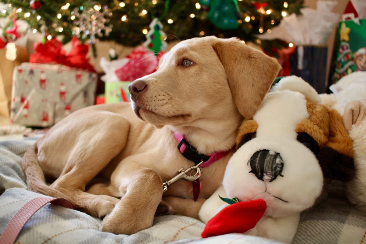 A puppy and kitten side by side