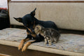 Pets on the sofa where fur collects