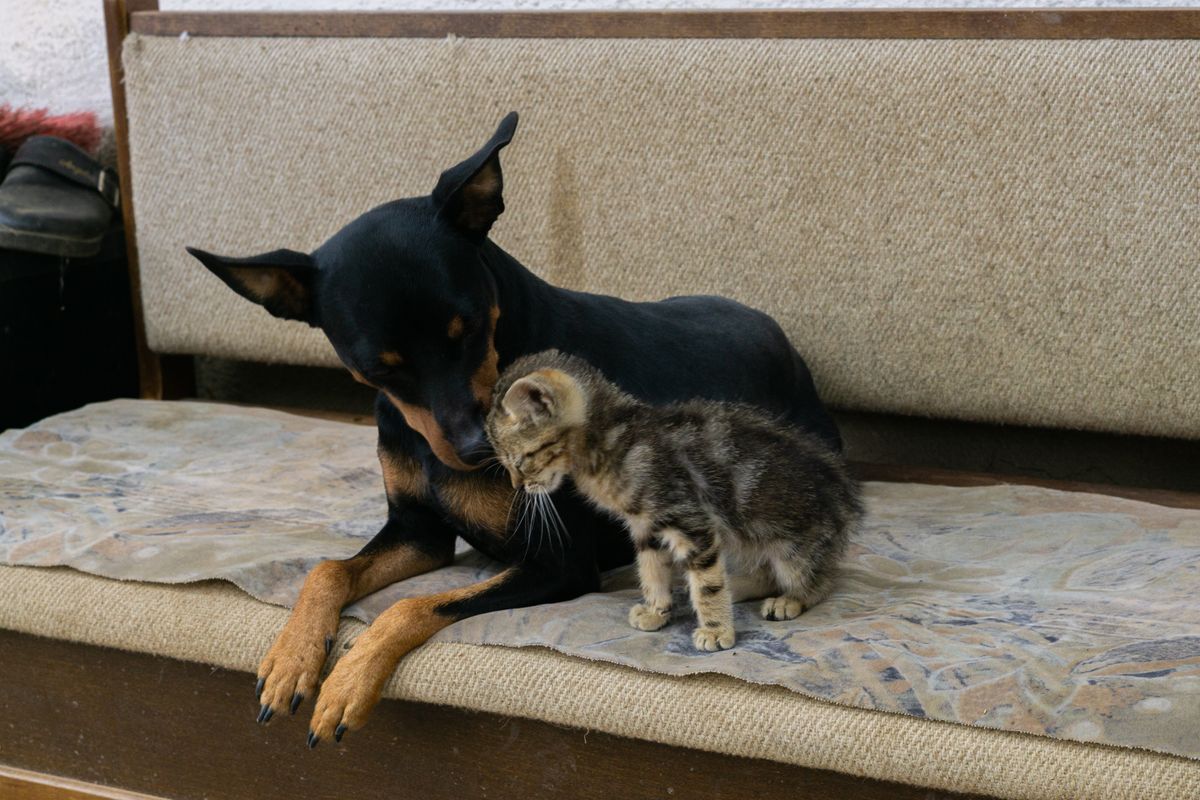 Pets on the sofa where fur collects