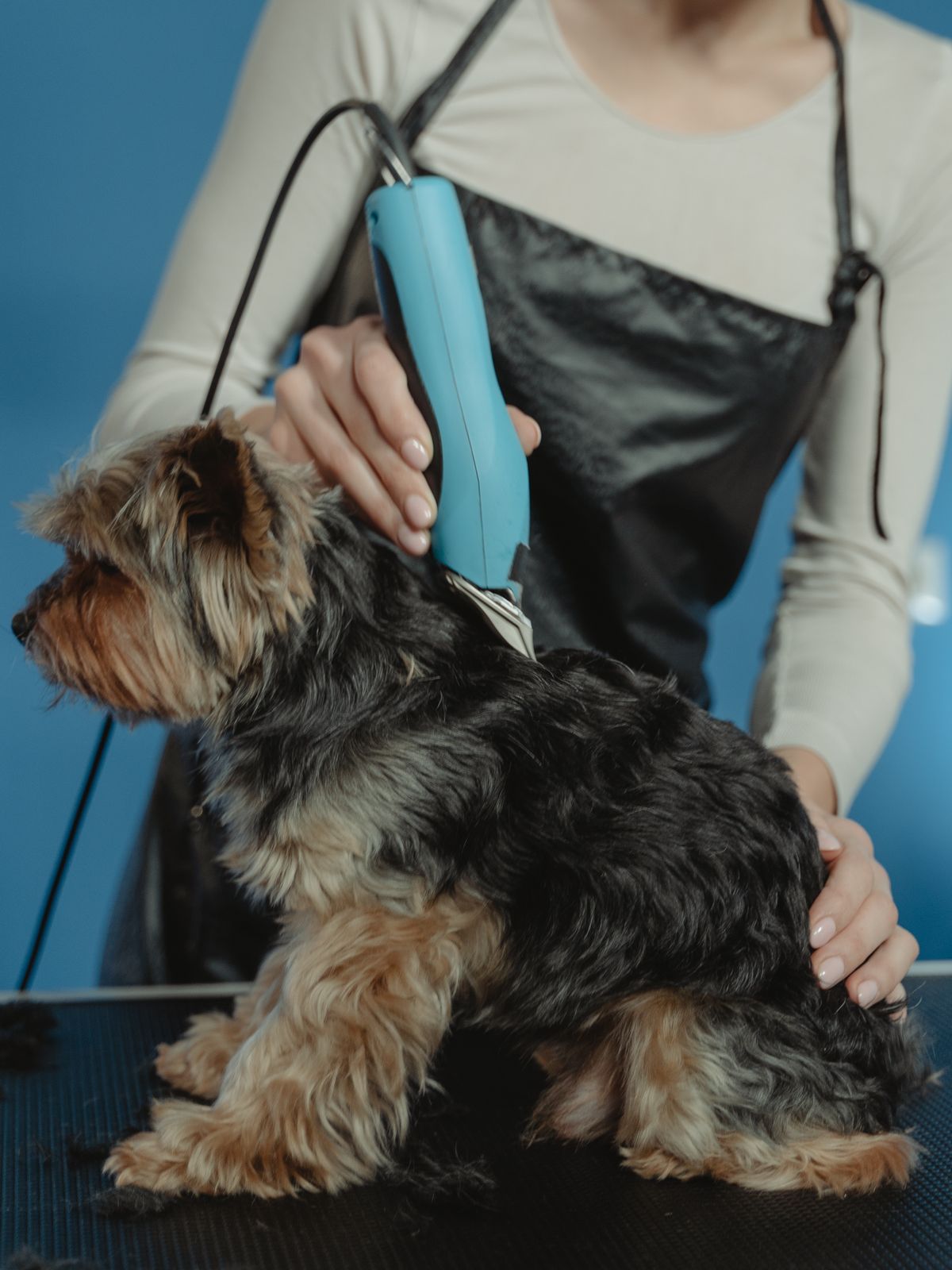 At-home pet haircut with clippers