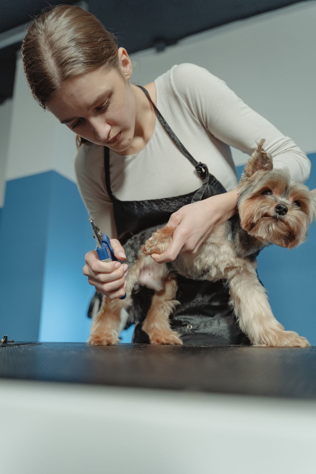 The full at-home dog grooming toolkit