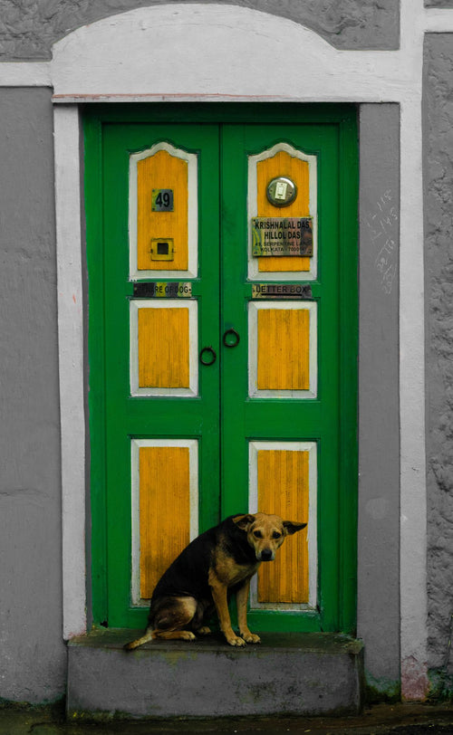Dog waiting at the front door