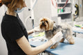 Capturing loose fur while grooming