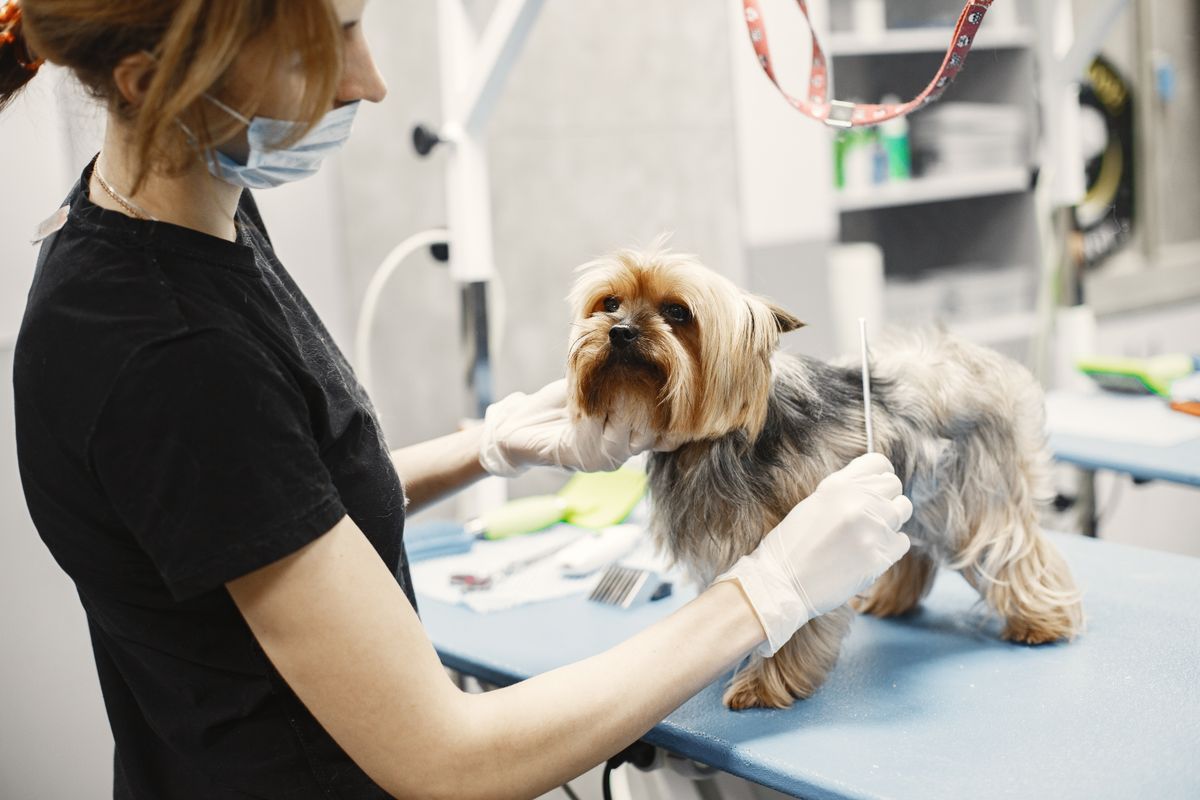 Capturing loose fur while grooming