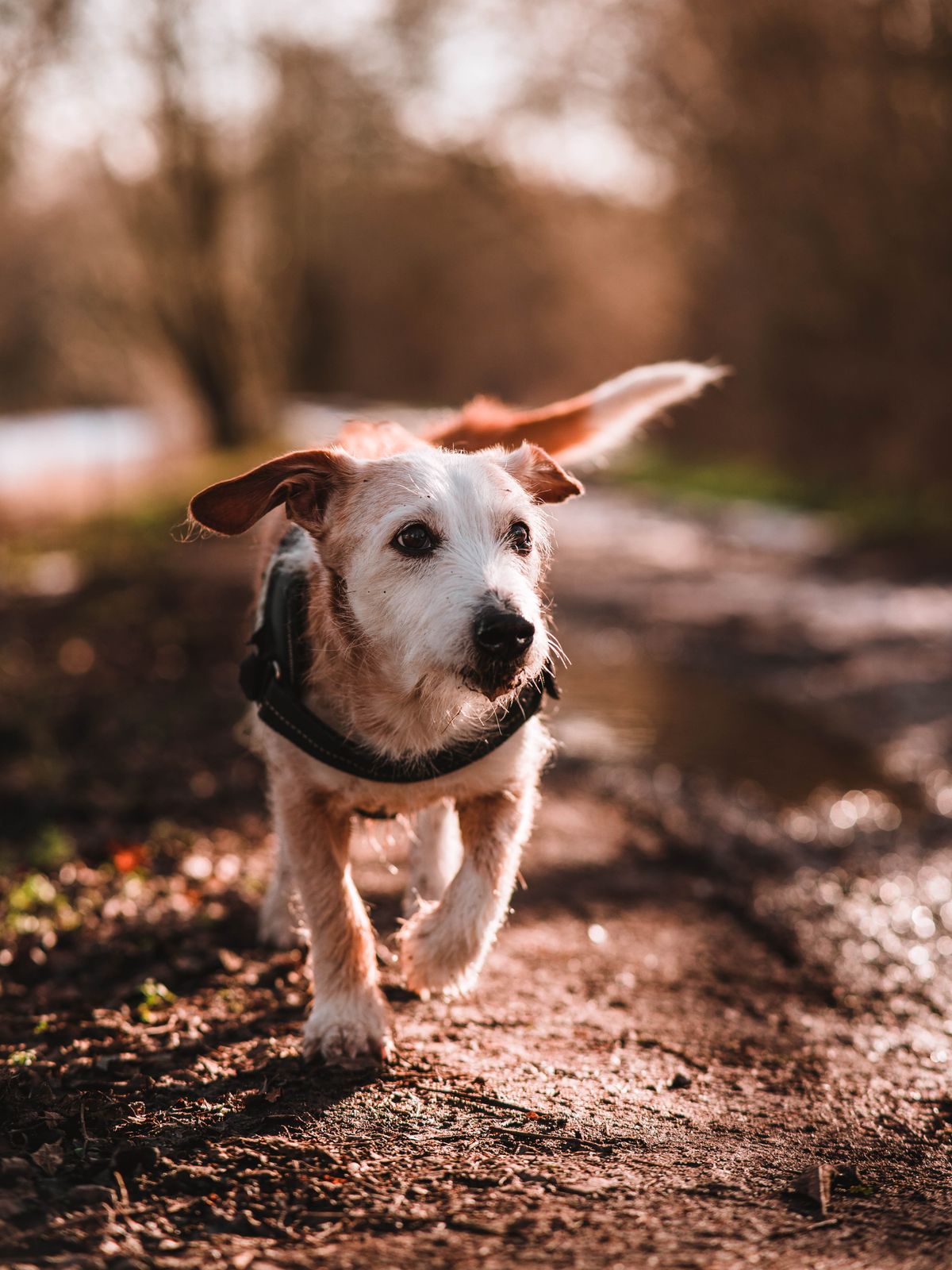 Muddy paws stopped before they reach the floor
