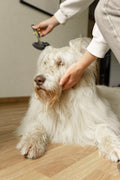 Brushing a dog's coat with a slicker brush