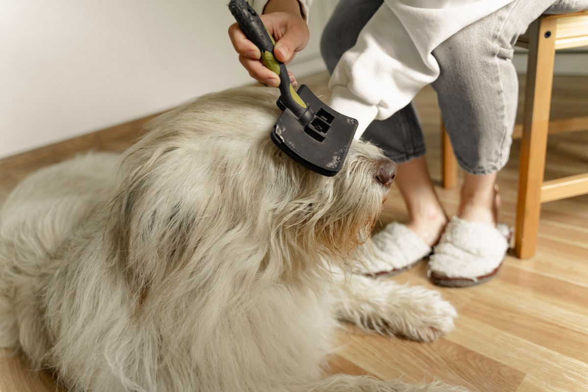 Deshedding a dog's undercoat with a grooming brush