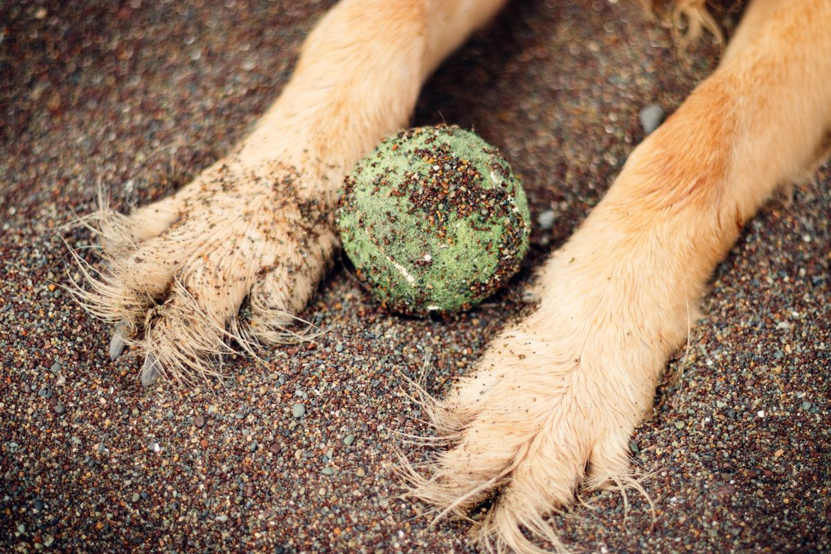 Muddy dog paws ready for cleaning