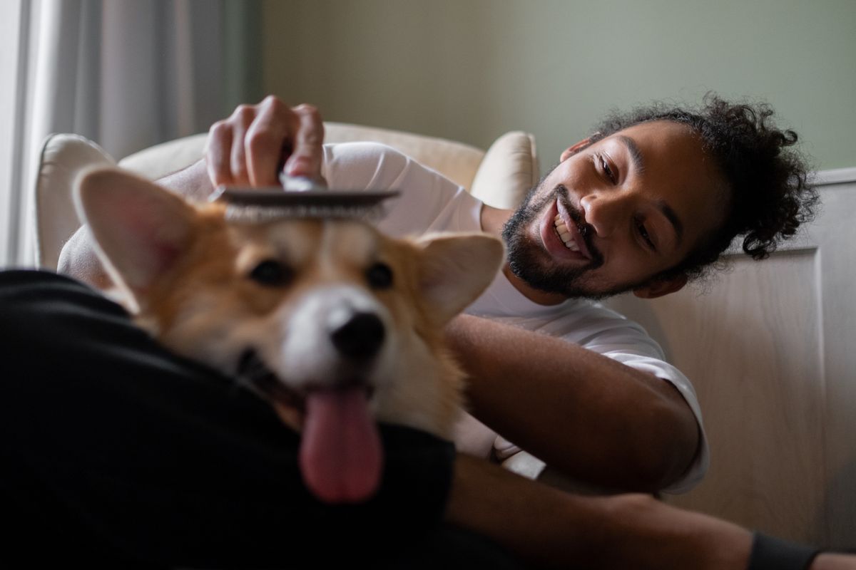 Working through a dog's coat to remove tangles